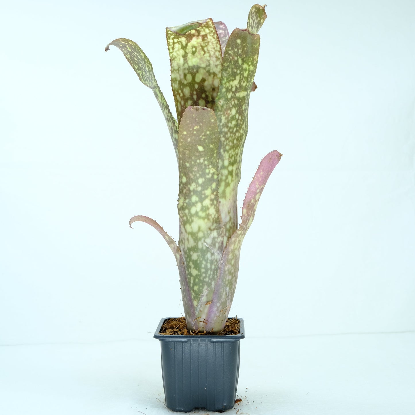 Billbergia spec.