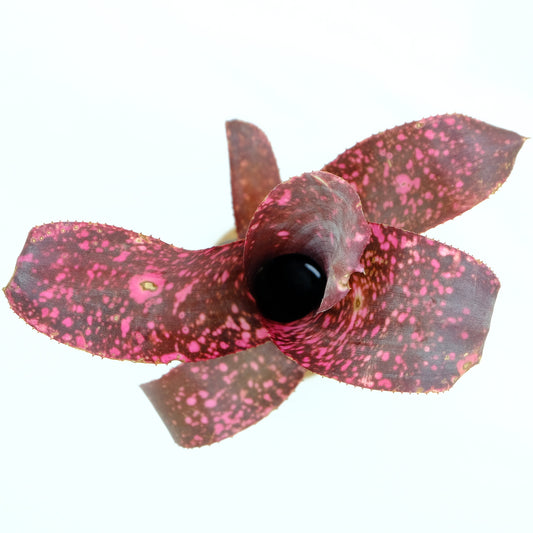 Billbergia Cherry Bomb