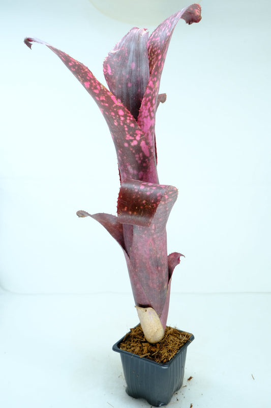 Billbergia Cherry Bomb