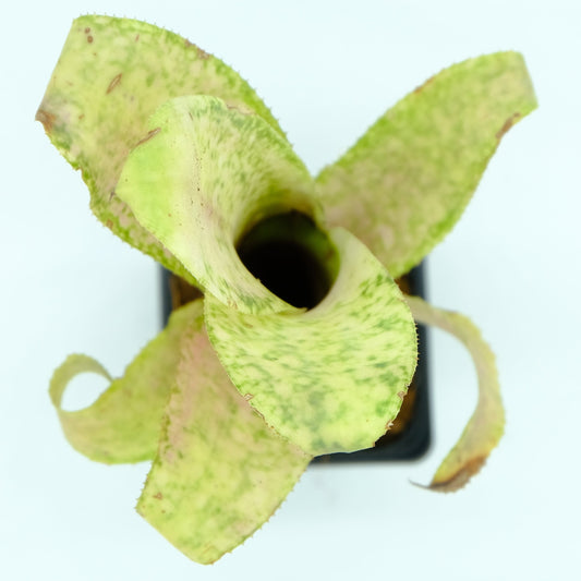 Neoregelia Chubby chick