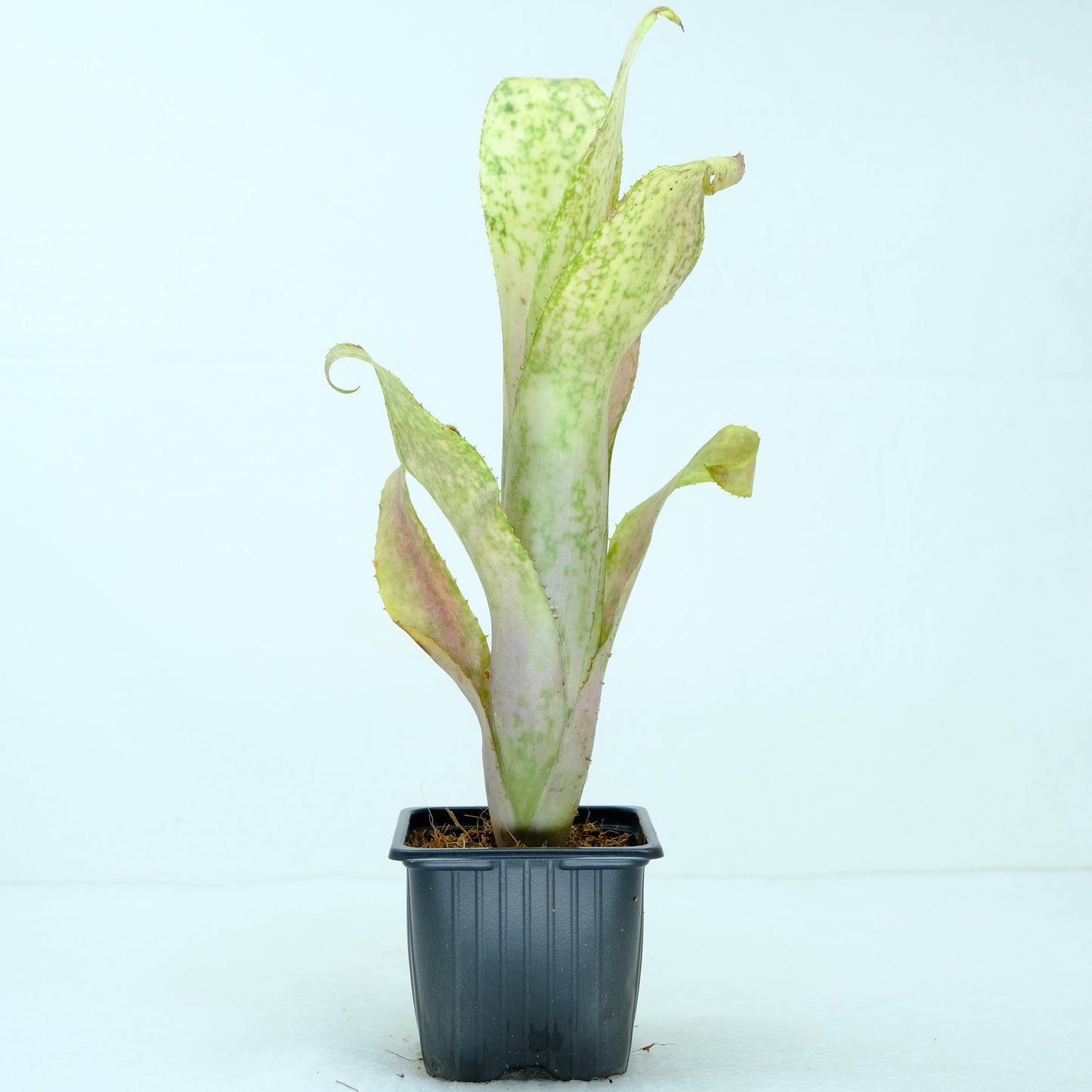 Neoregelia Chubby chick