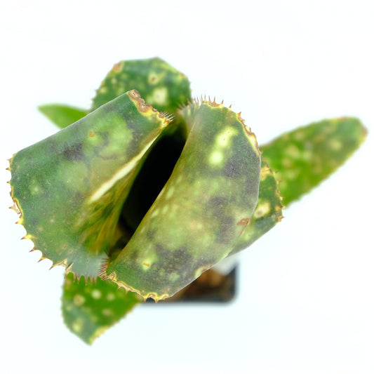 Billbergia Cold fusion