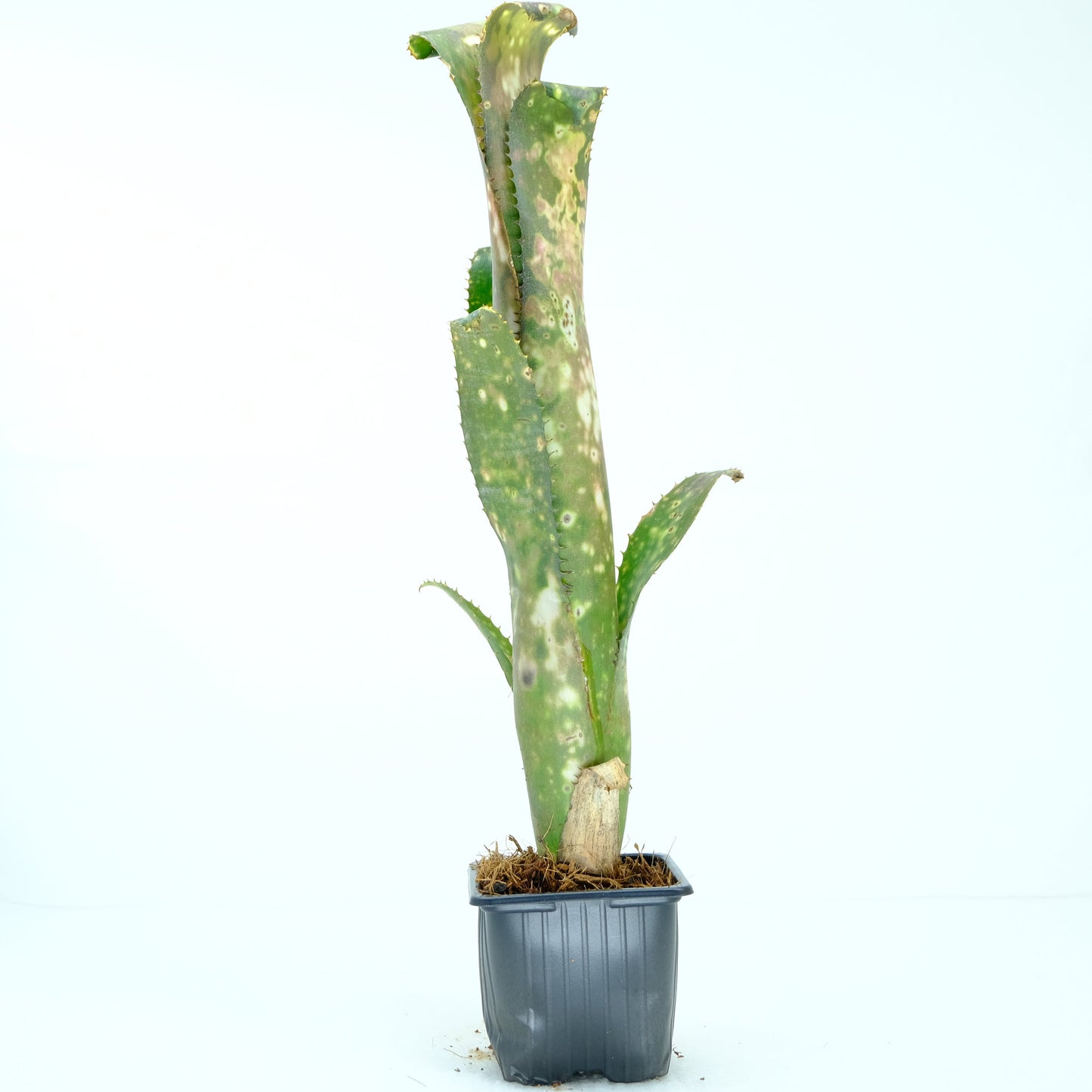Billbergia Cold fusion