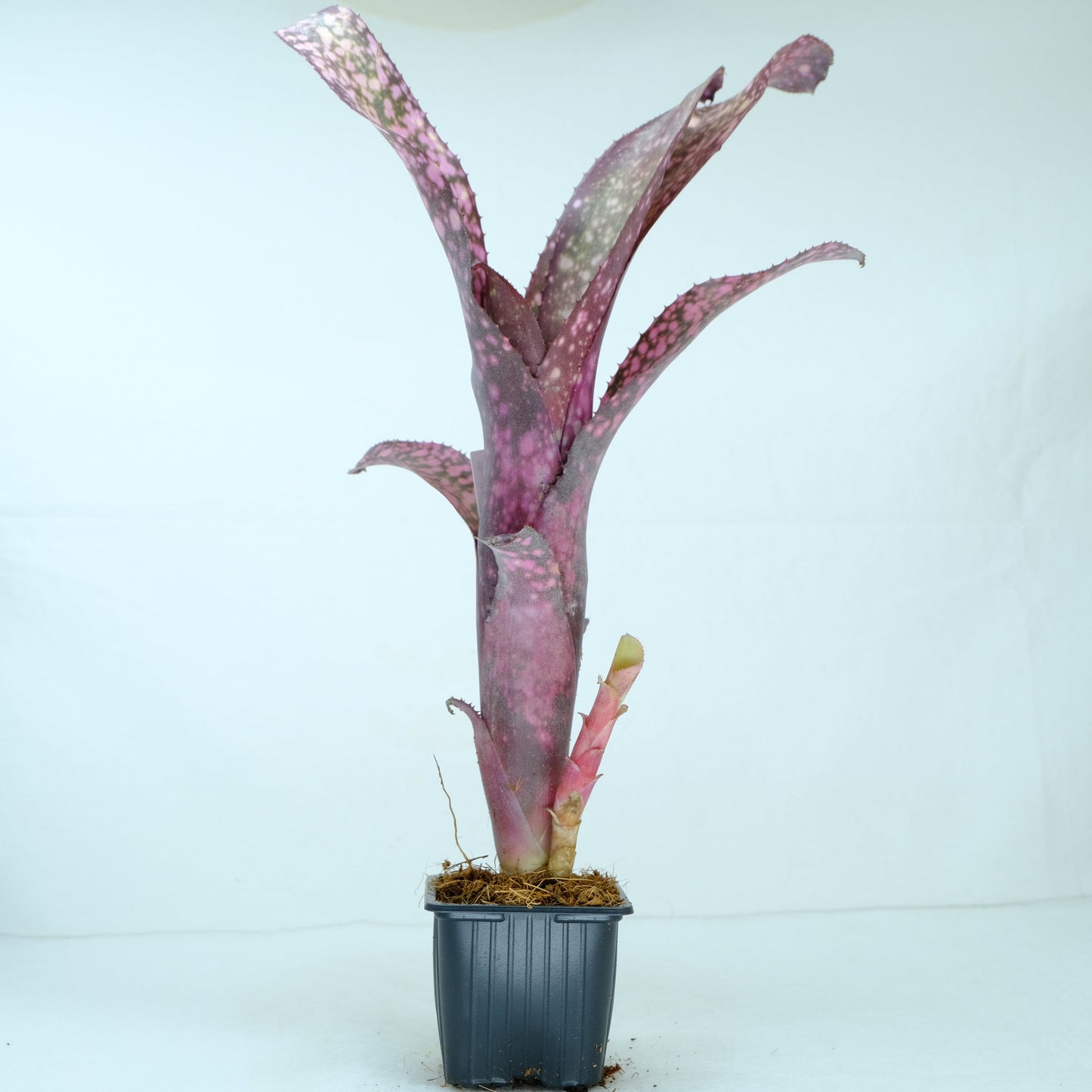 Billbergia Comone's black
