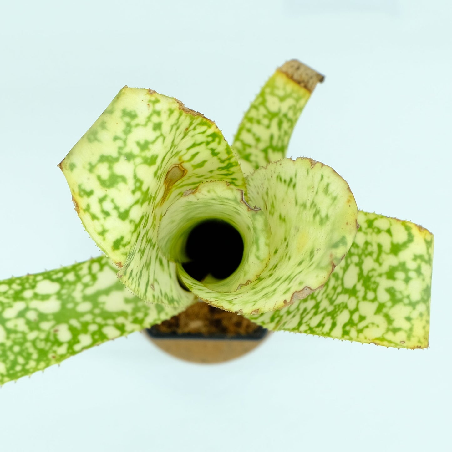 Billbergia Curly top