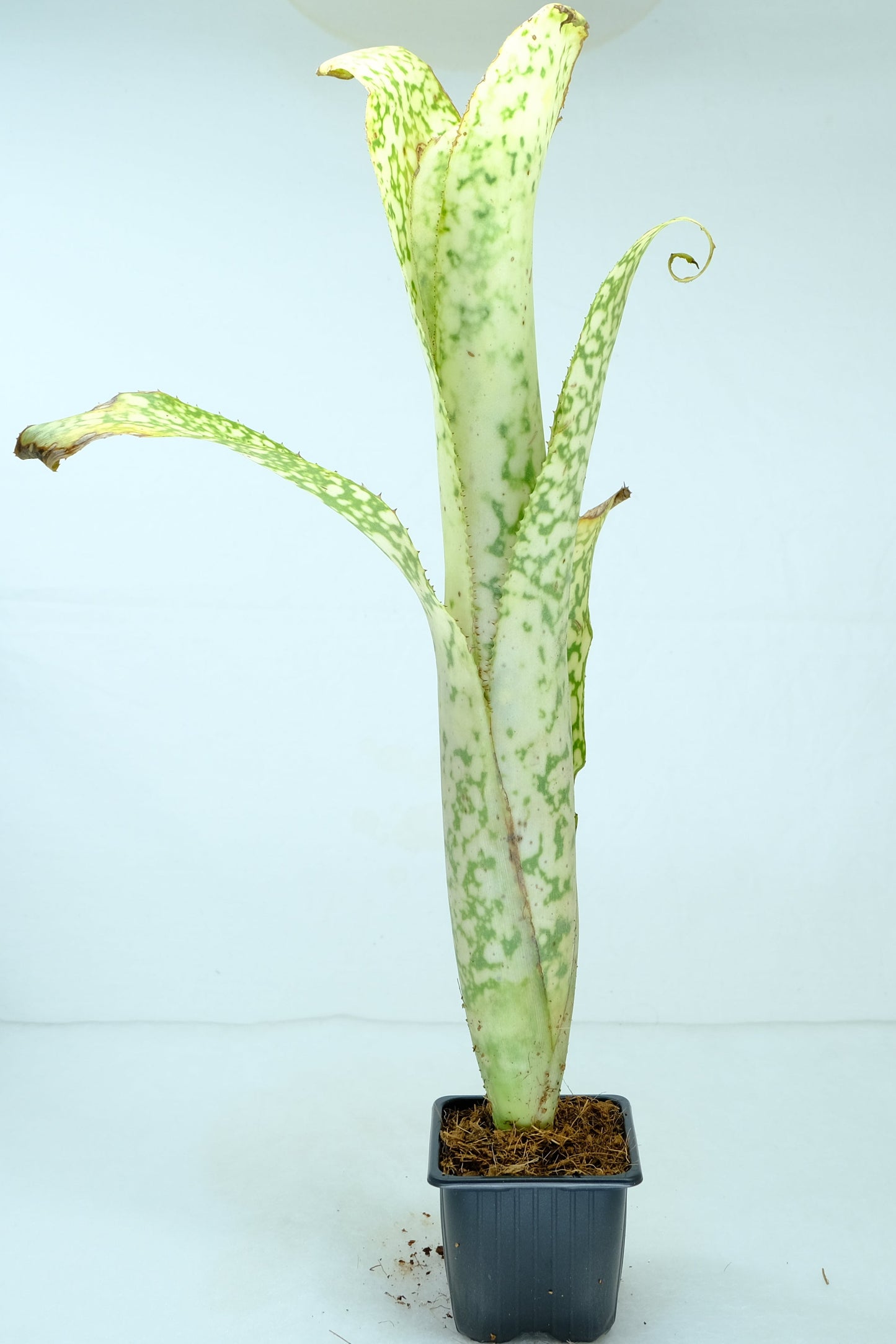 Billbergia Curly top