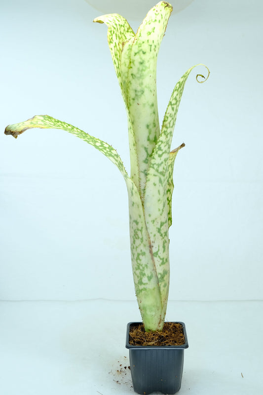 Billbergia Curly top