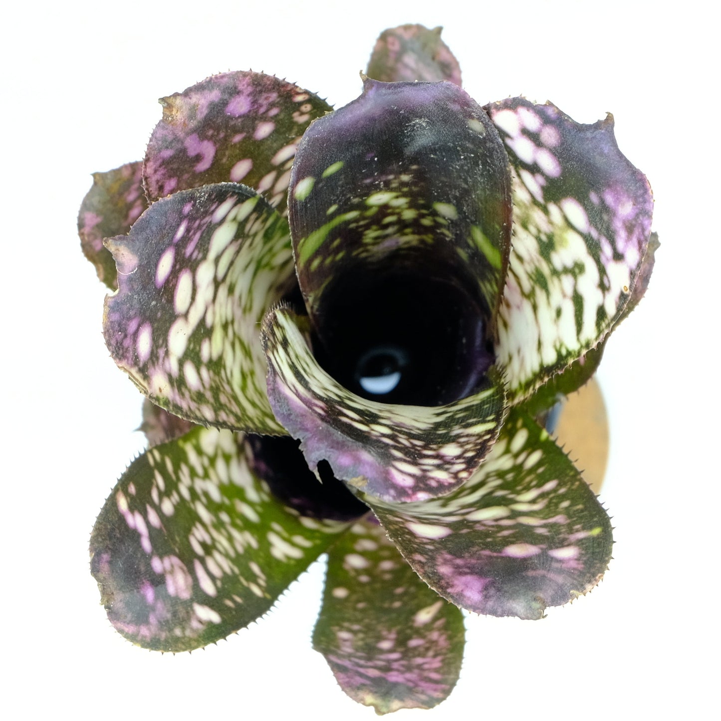 Billbergia Halelujar