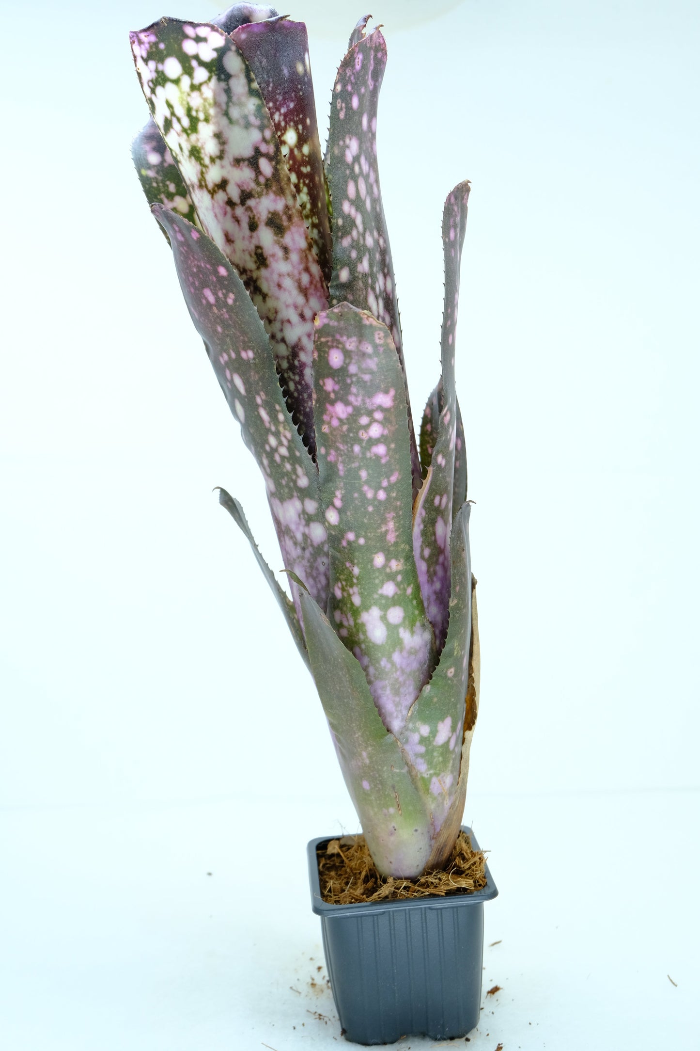 Billbergia Halelujar