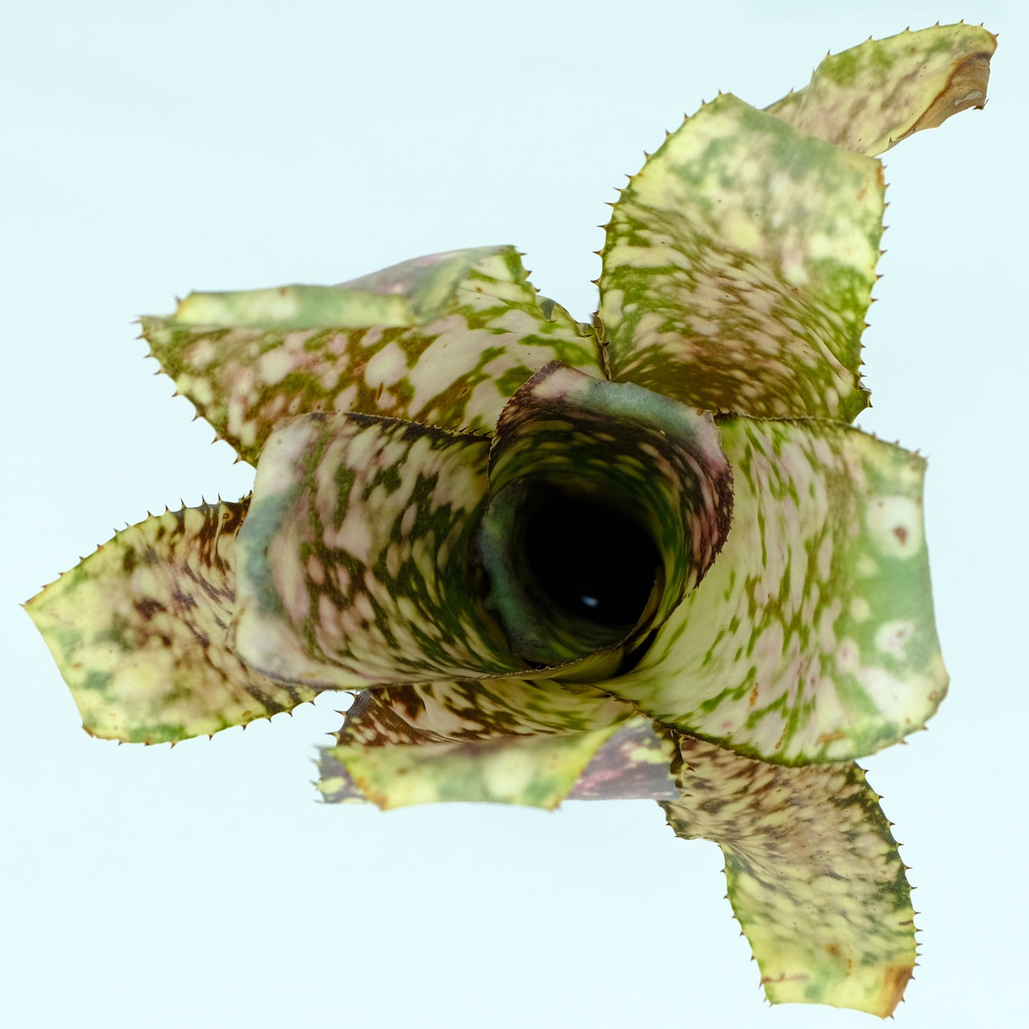 Billbergia Kolan express