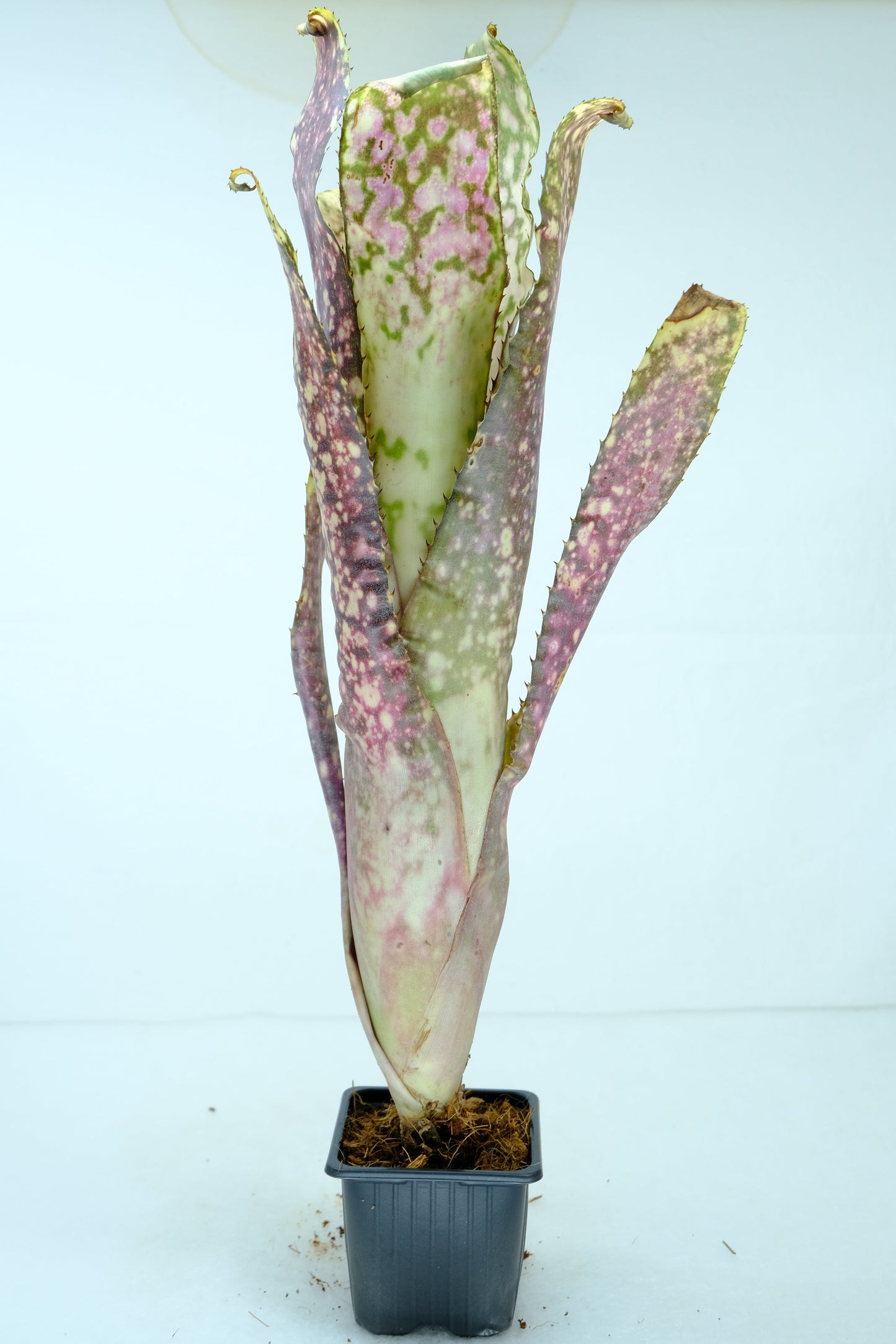 Billbergia Kolan express