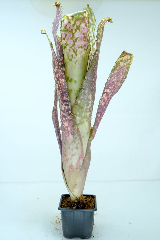 Billbergia Kolan express