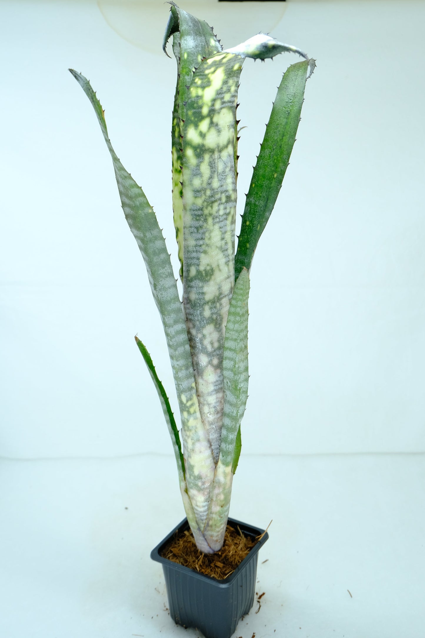 Billbergia pipe line