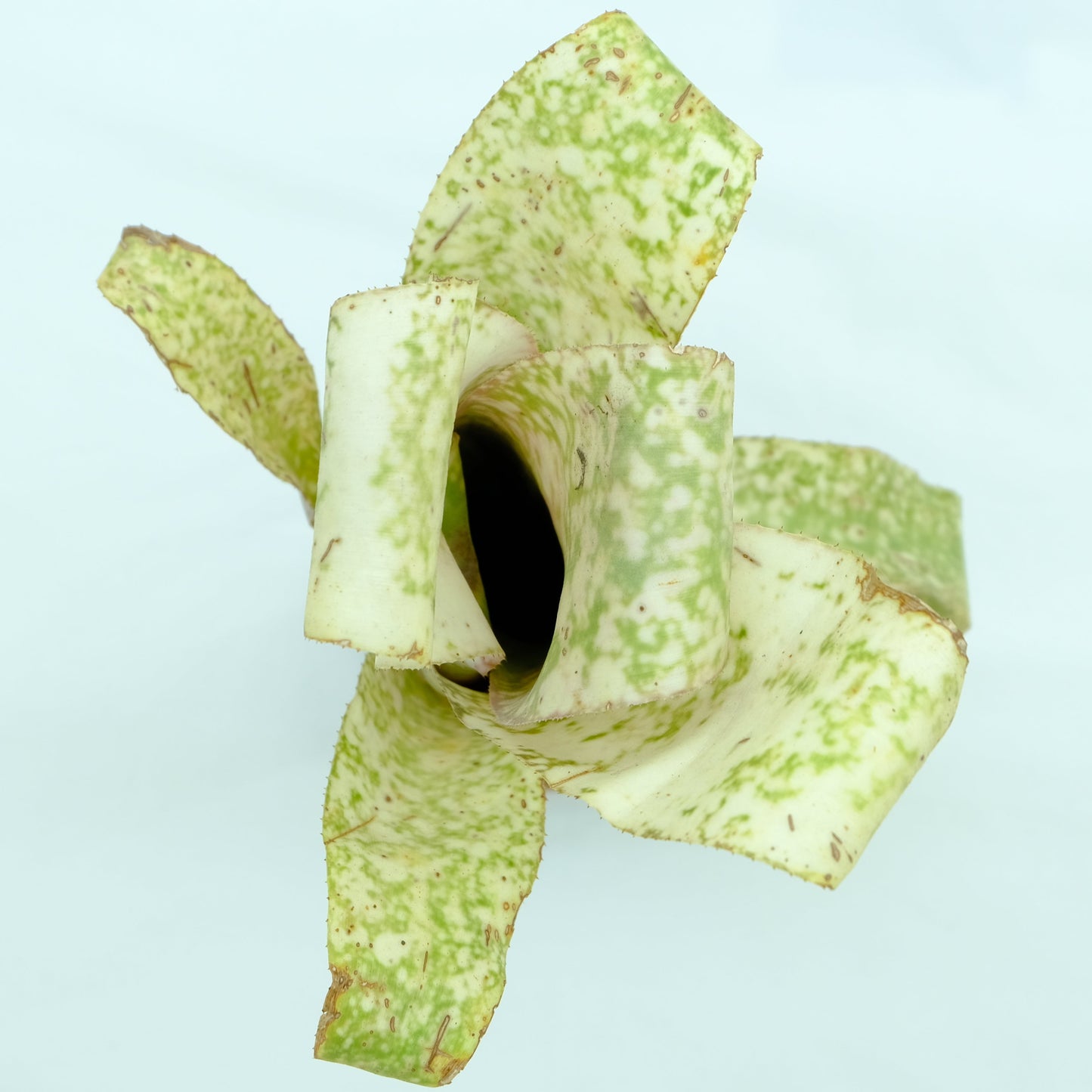 Billbergia Strawberry cream