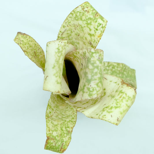 Billbergia Strawberry cream