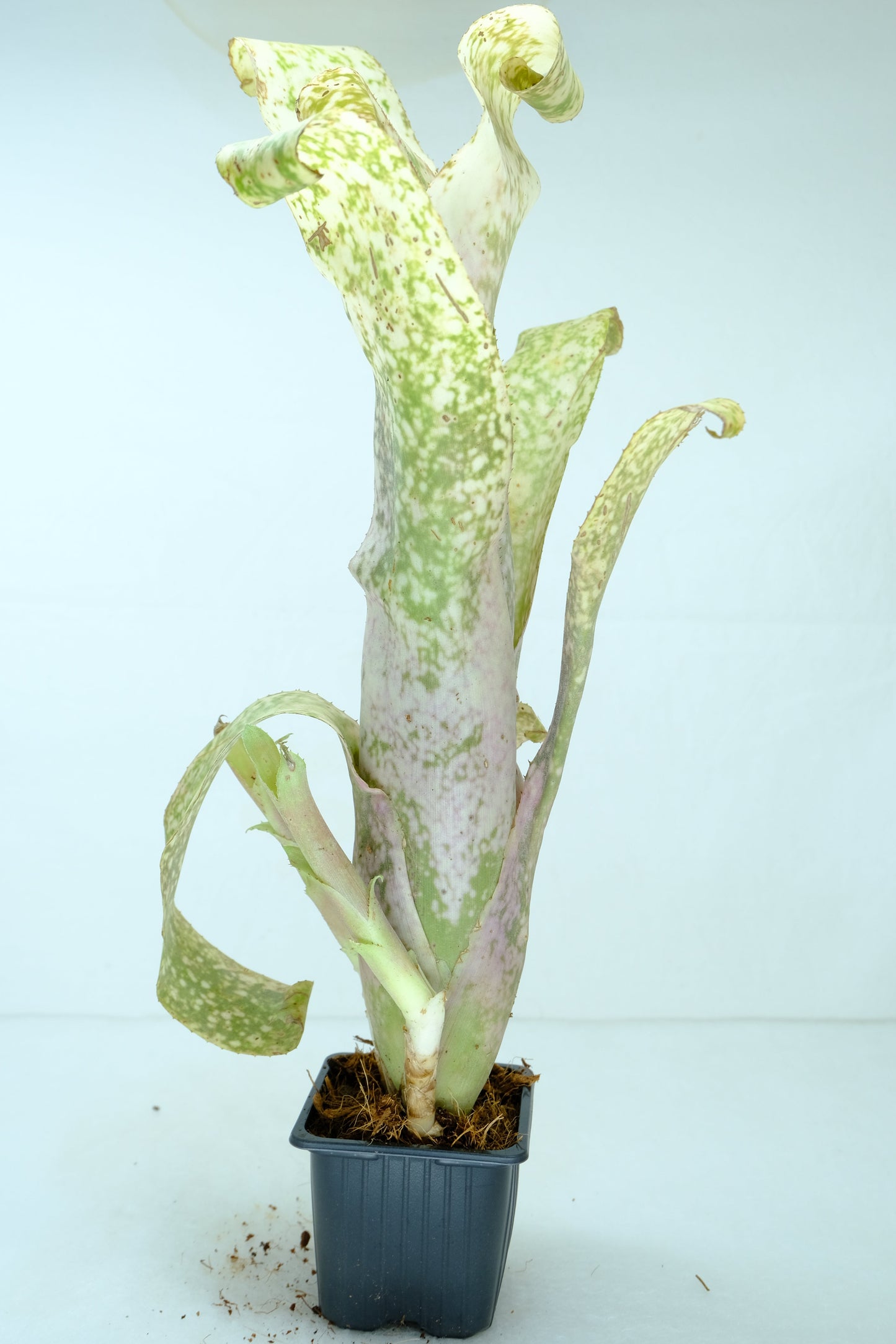 Billbergia Strawberry cream