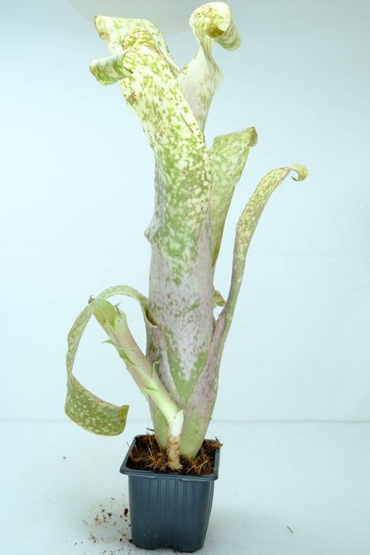 Billbergia Strawberry cream