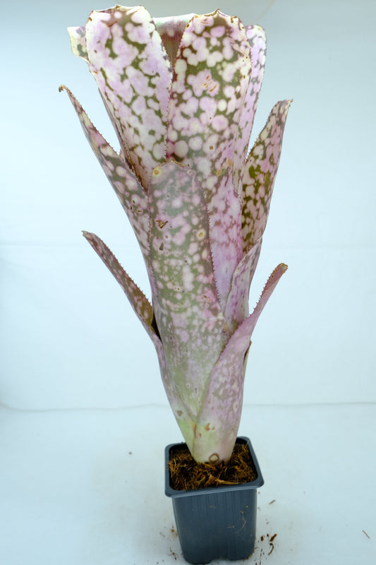 Billbergia Talbot eve
