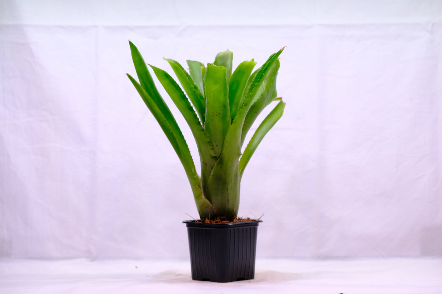Neoregelia pauciflora hybrid