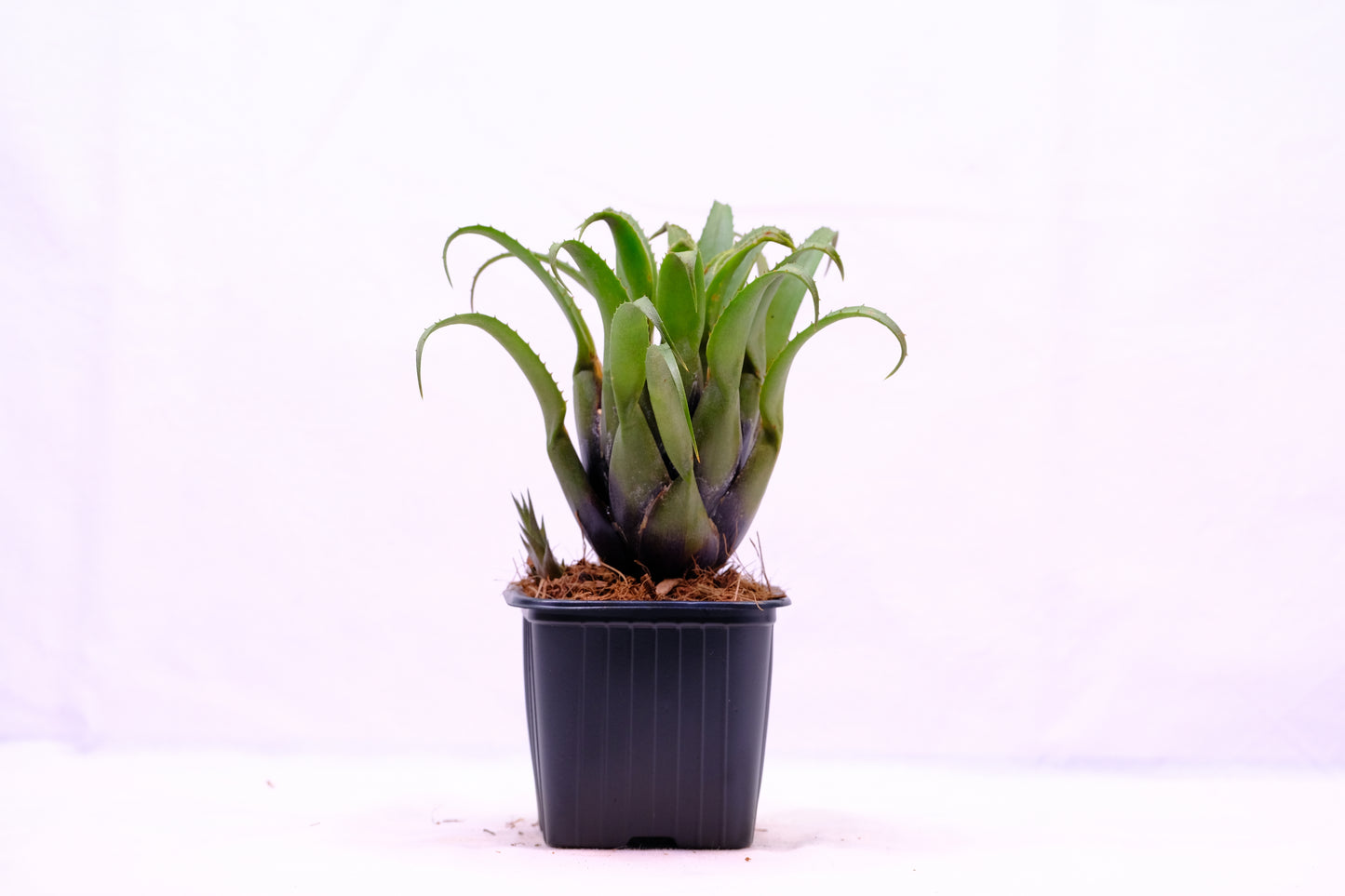 Aechmea recurvata hybrid
