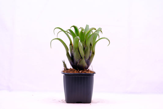 Aechmea recurvata hybrid