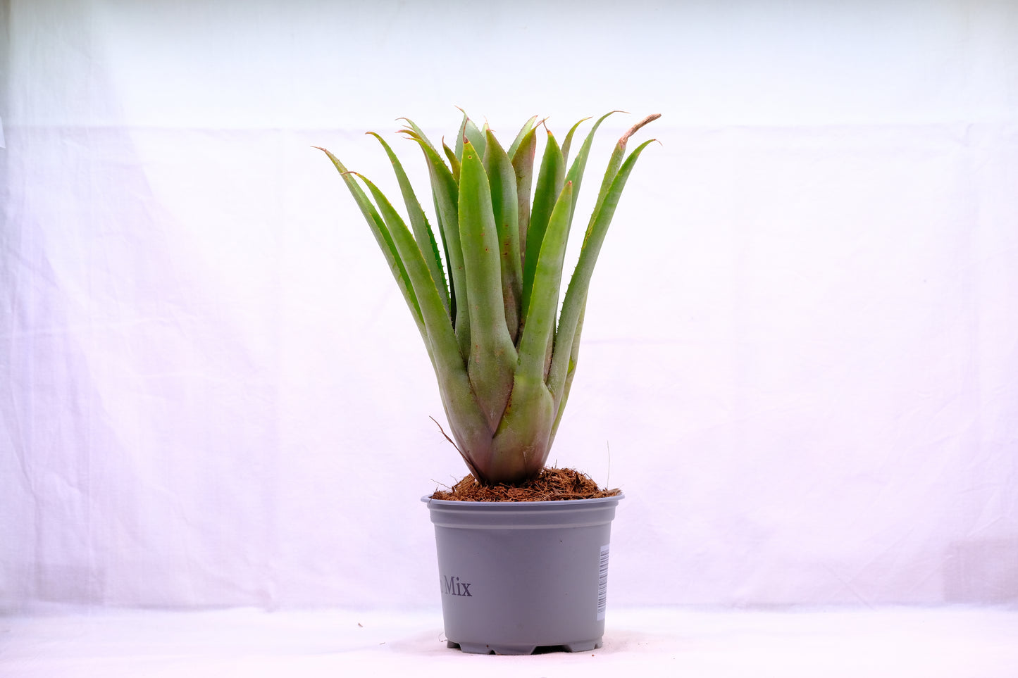 Aechmea echidna
