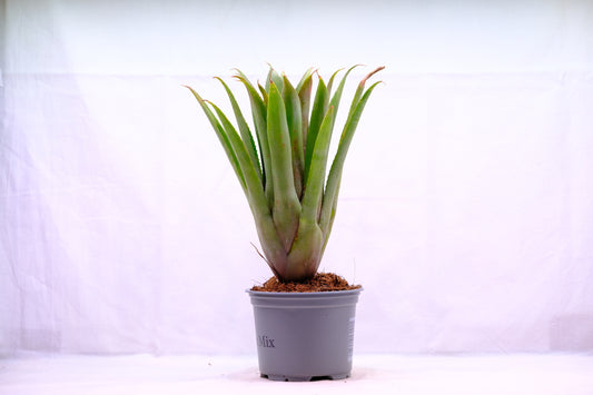 Aechmea echidna