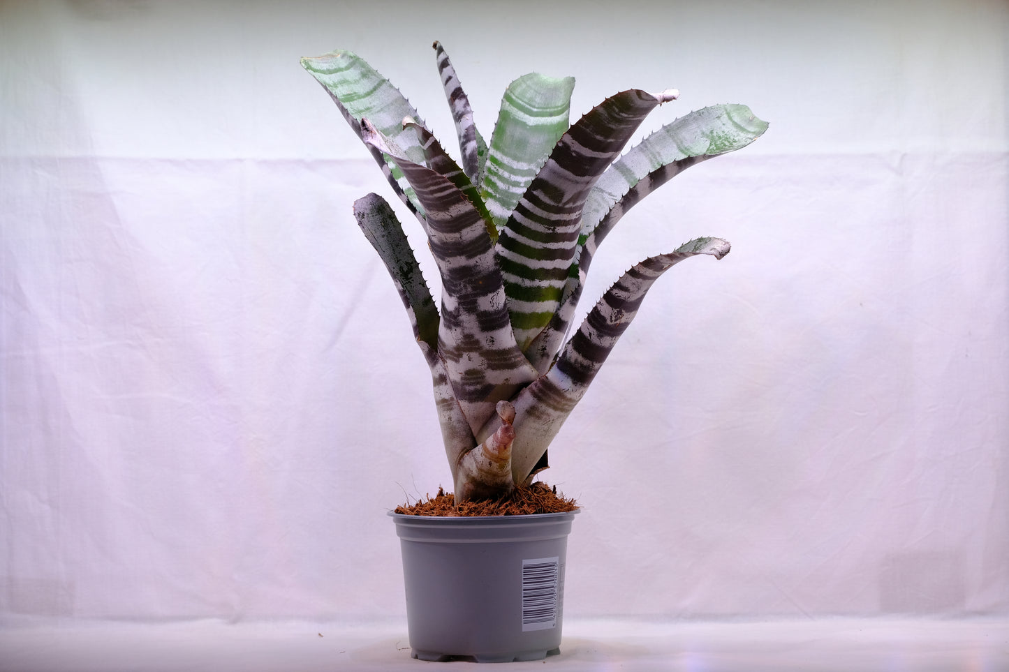 Aechmea chantinii x black ebony