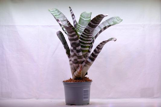 Aechmea chantinii x black ebony