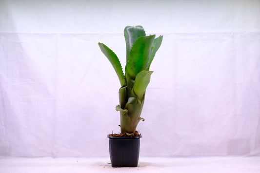 Aechmea nudicaulis