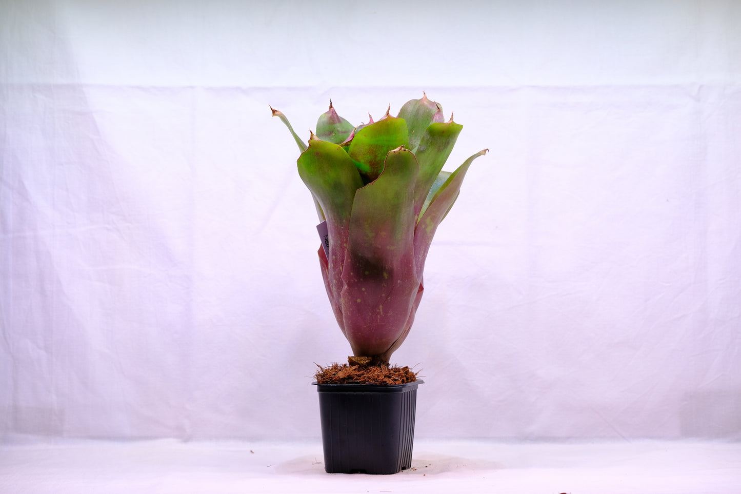 Neoregelia DOAE