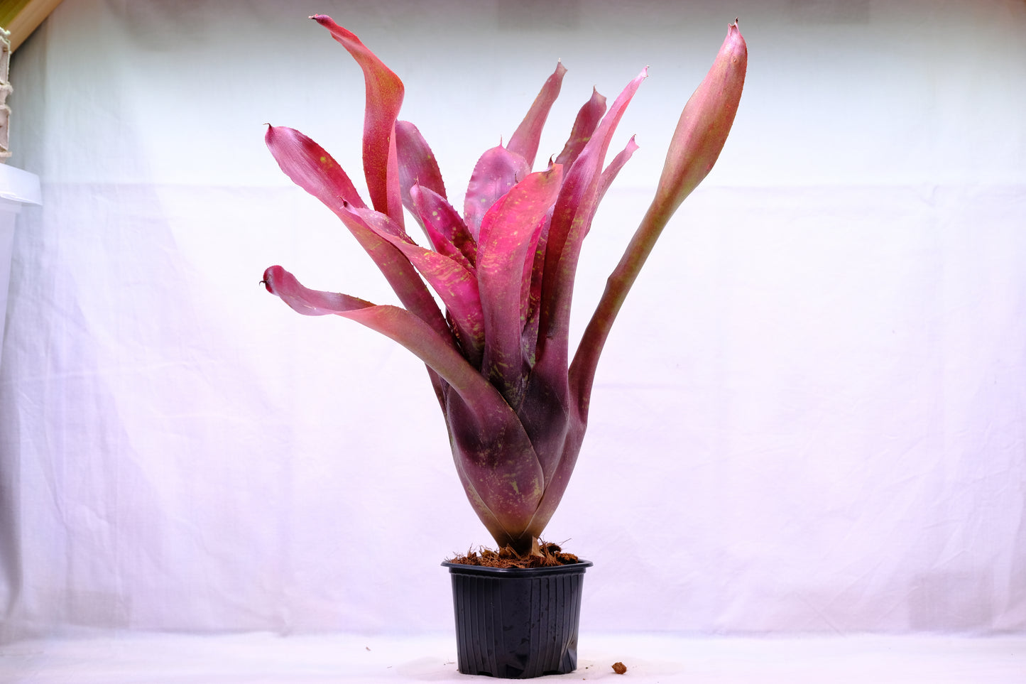 Neoregelia red river