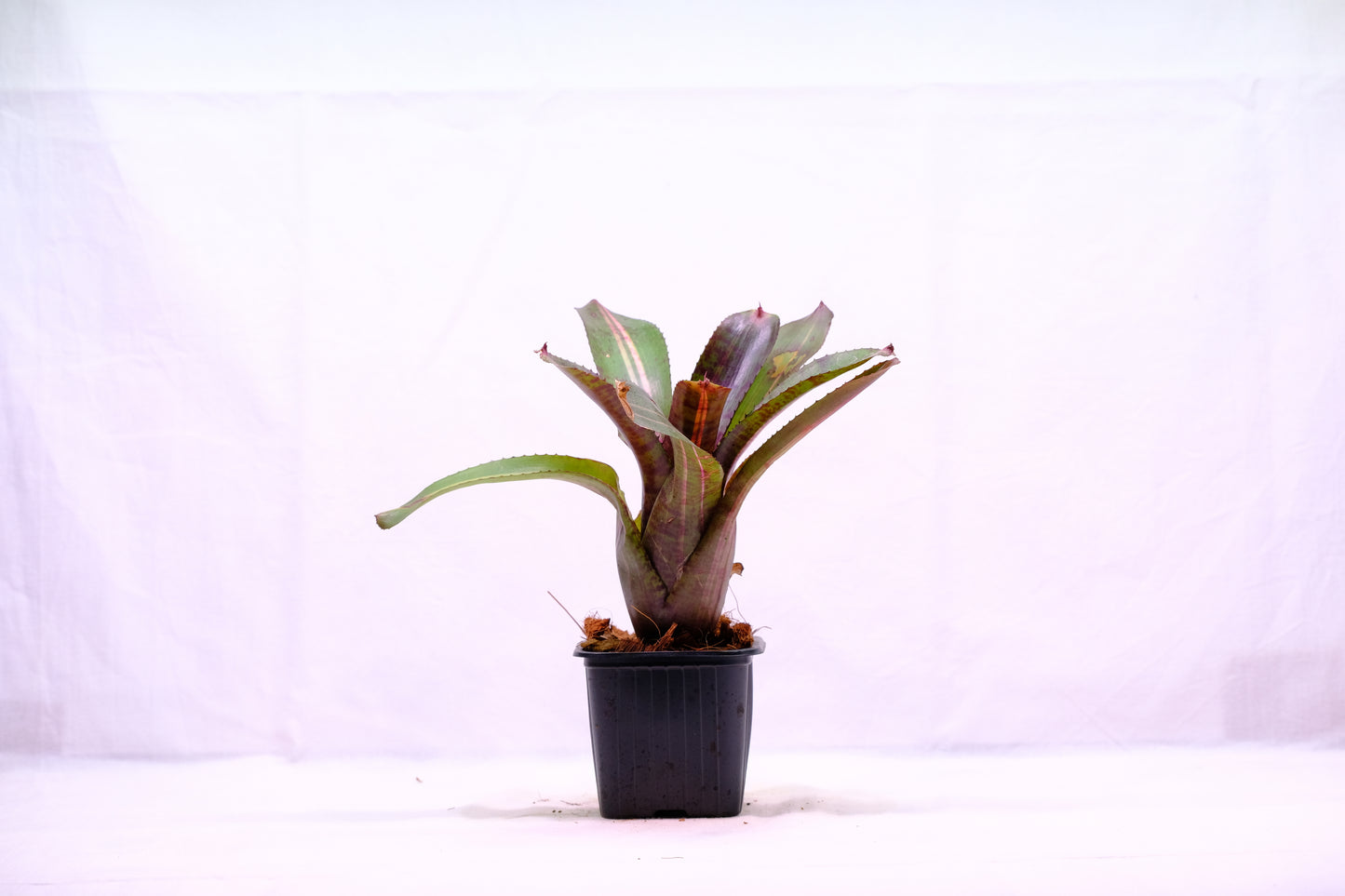Neoregelia charly brown