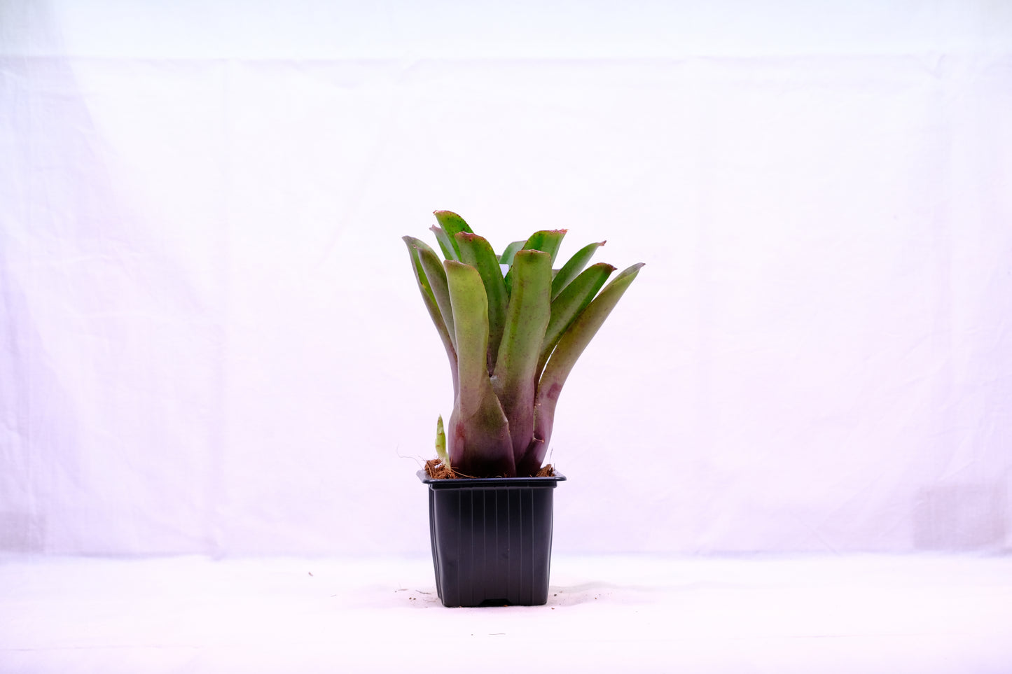 Neoregelia blush spot