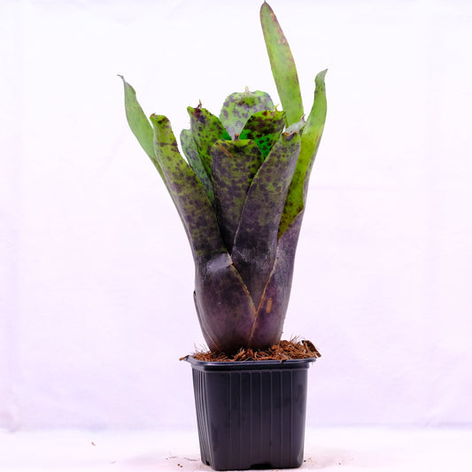 Neoregelia caviar