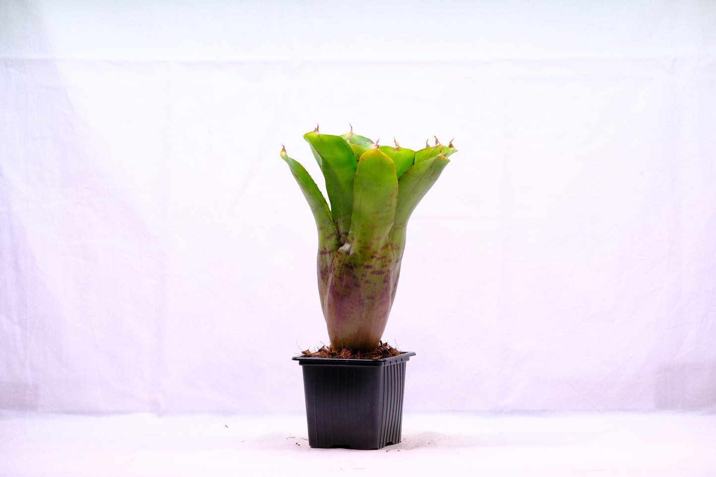 Neoregelia yellow tiger