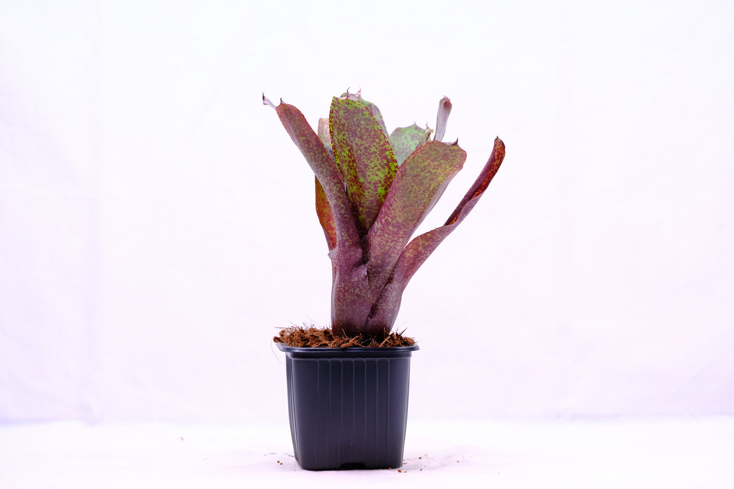 Neoregelia PHITS S-form