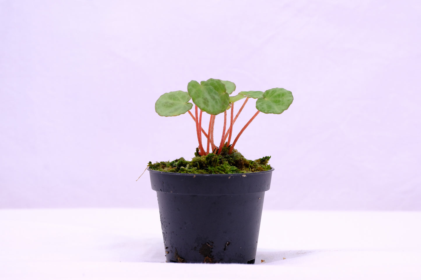 Begonia lichenora