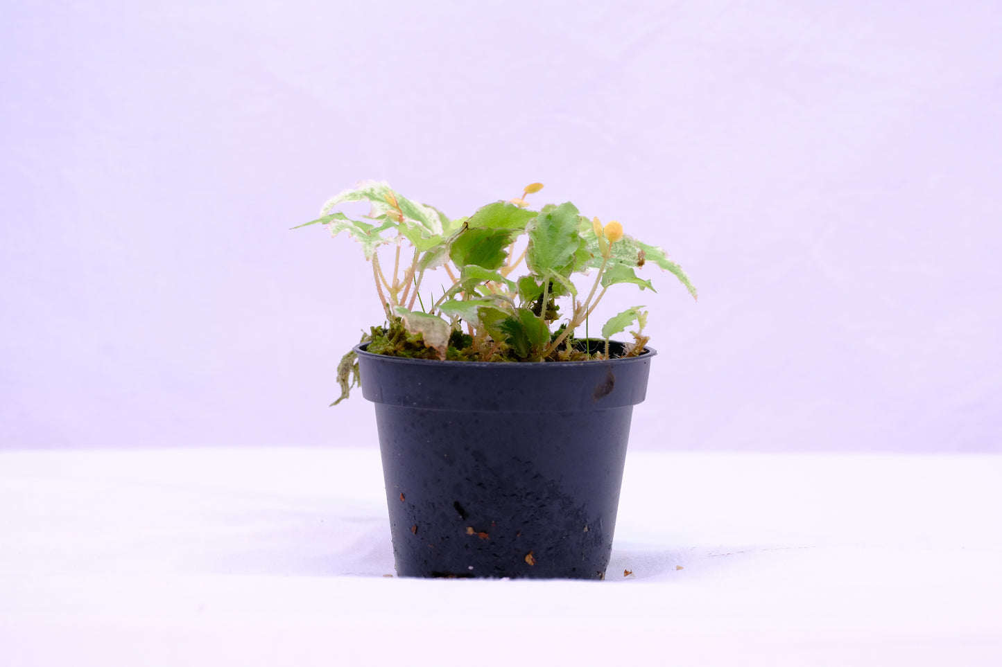 Begonia prismatocarpa variegated white