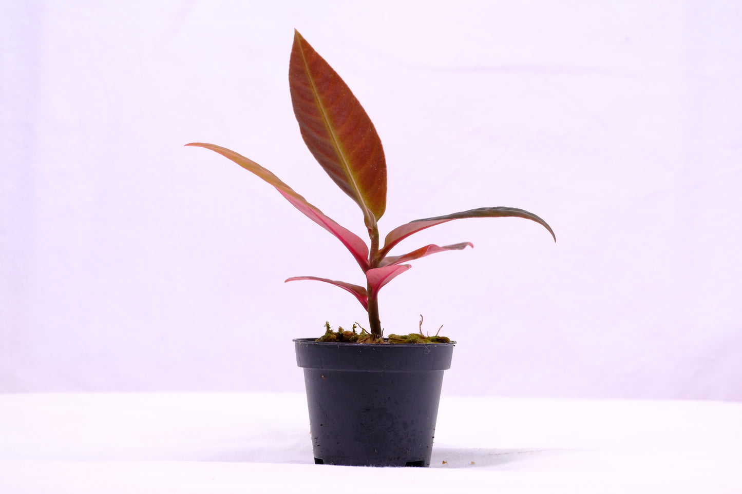 Labisia sp.
