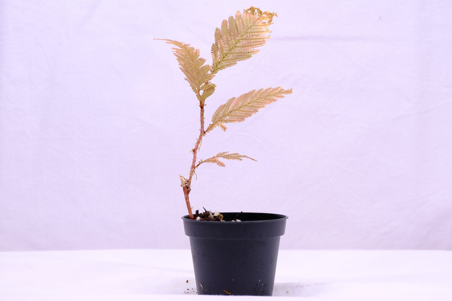 Selaginella sp. indonesia