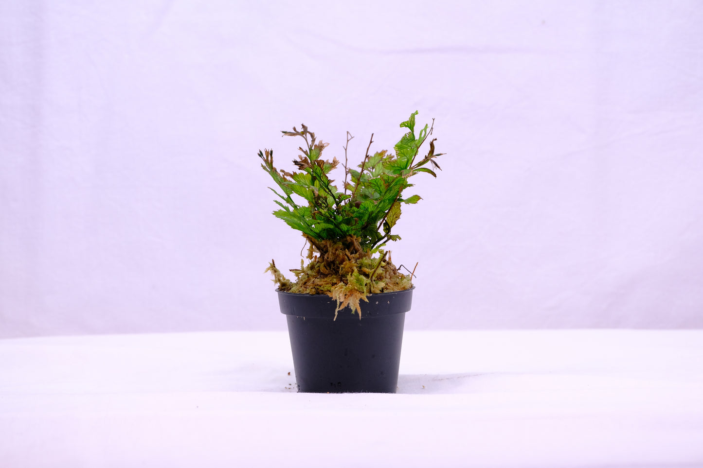 Fern sp. indonesia 'greenie'