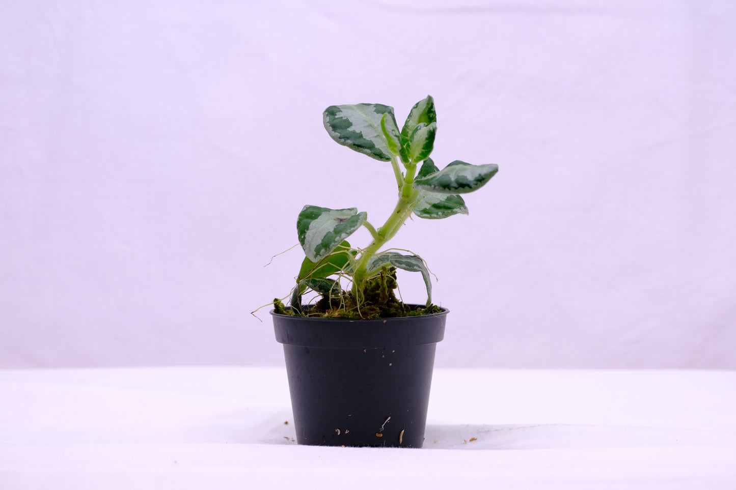 Argostemma sp. stripe
