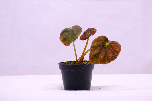 Begonia starry sky