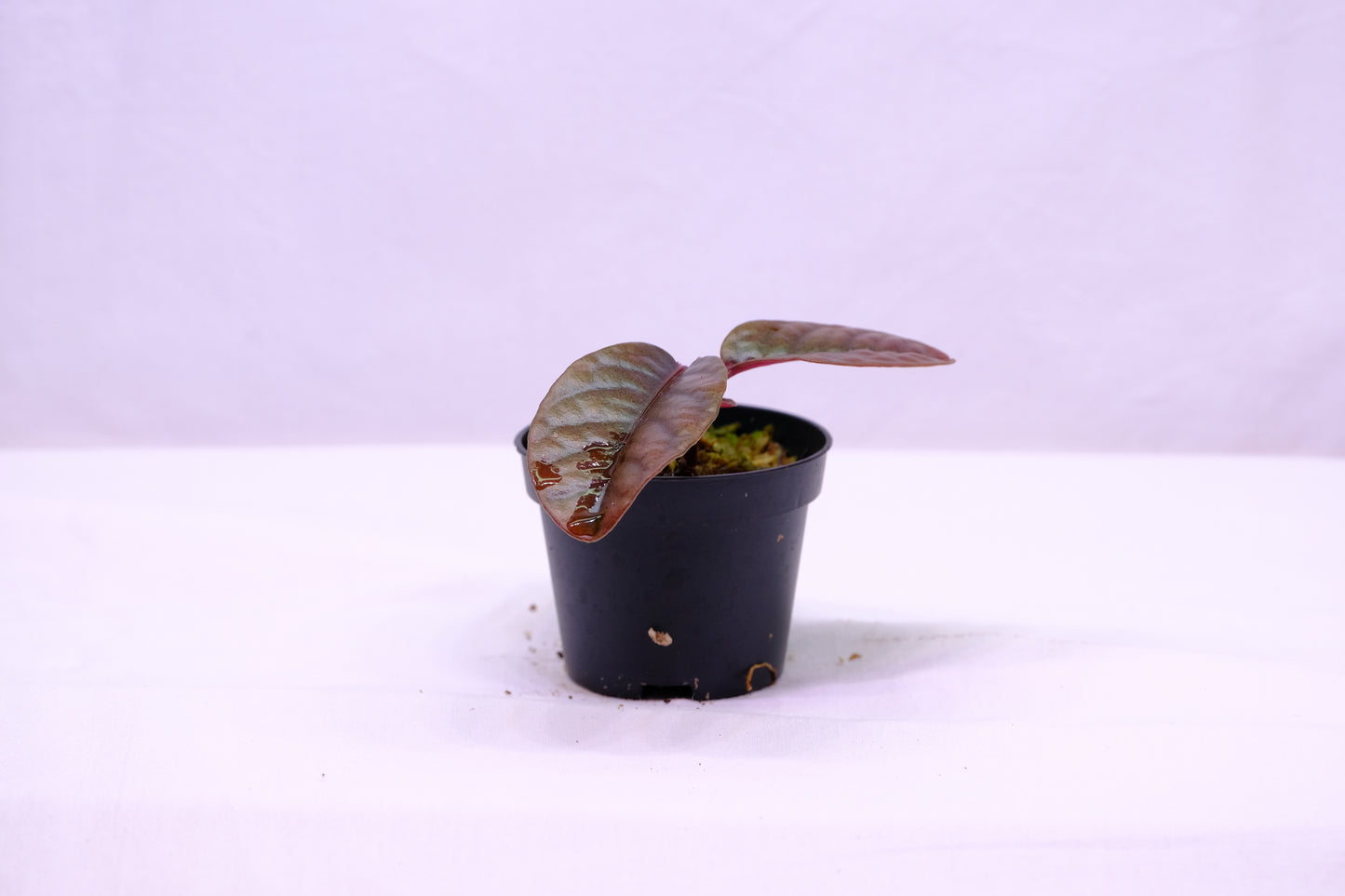 Labisia sp.