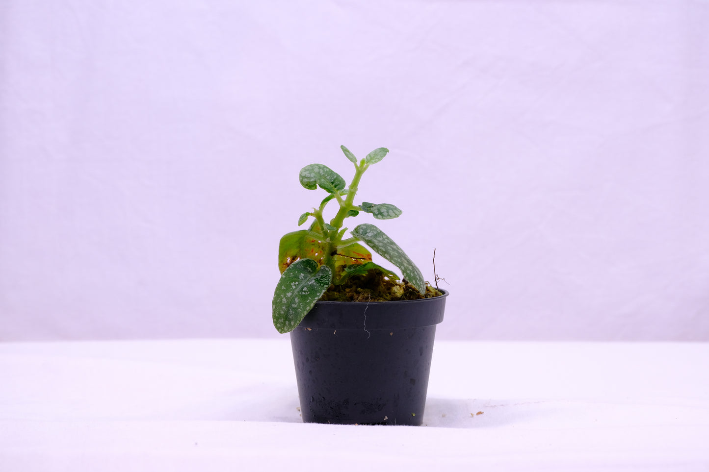 Argostemma sp. dots