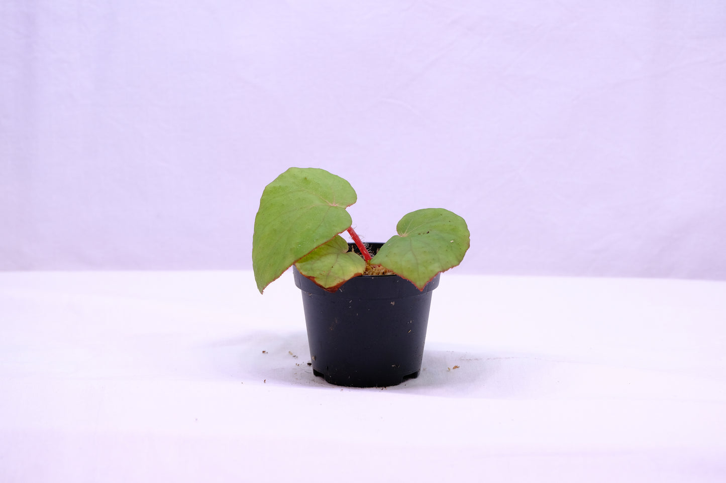 Begonia rockii