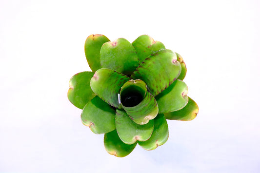 Neoregelia yellow tiger