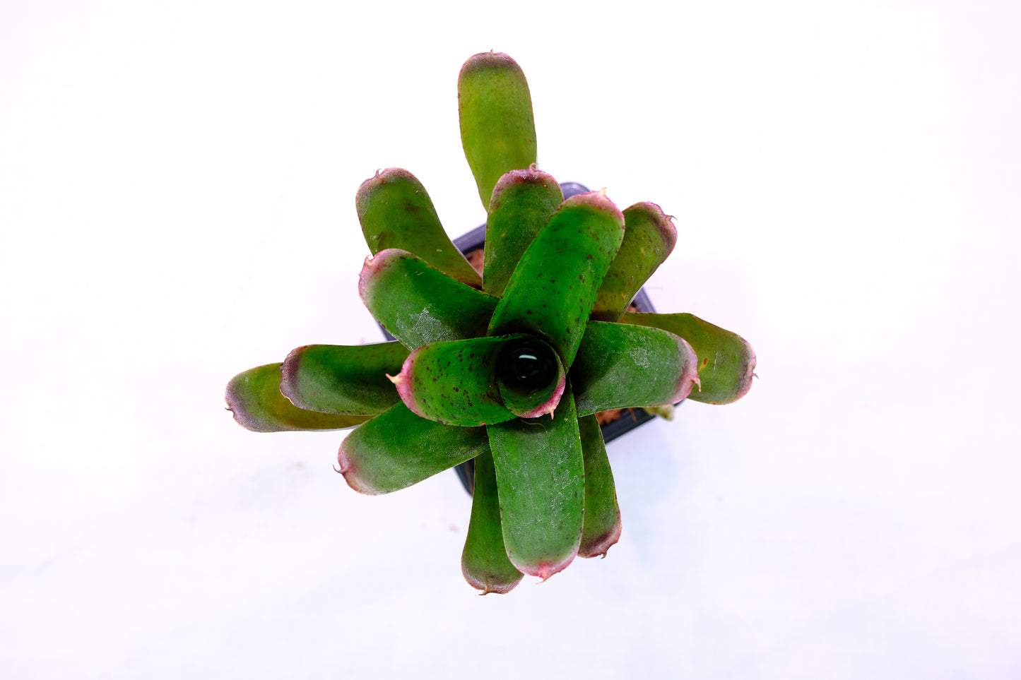 Neoregelia blush spot