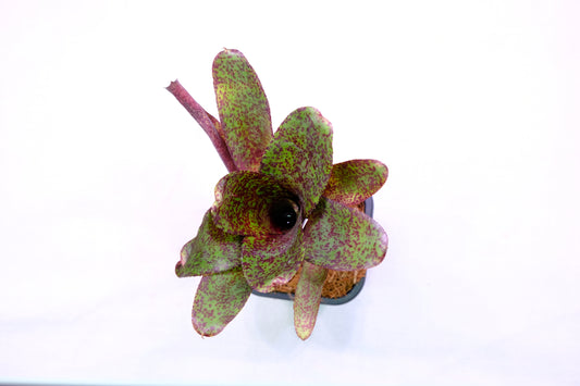 Neoregelia PHITS S-form